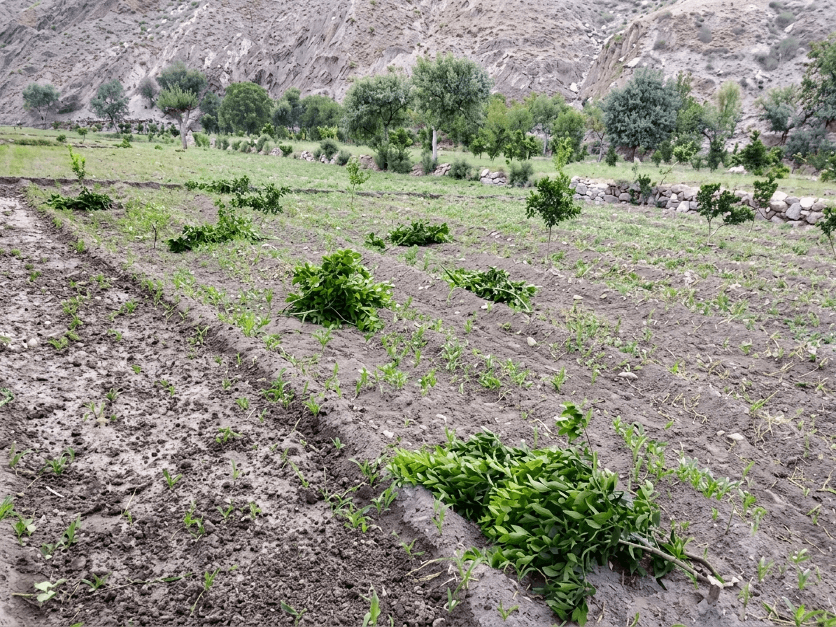 Large-scale cutting of mandarin trees in an orchard in Kunar.