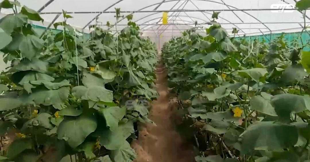 Taliban: 250 greenhouses established to promote agricultural development in Baghlan.