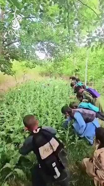 Use of children in opium poppy Eradication Operations in Badakhshan Province.