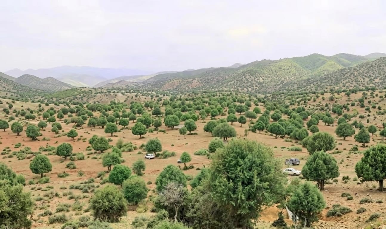 Report: Afghanistan’s Forest cover has expanded by 35% since 2011.