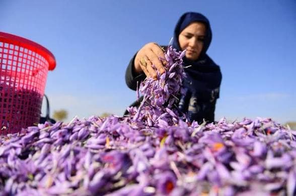 Herat Saffron has recorded a 10% increase in sales in global markets.