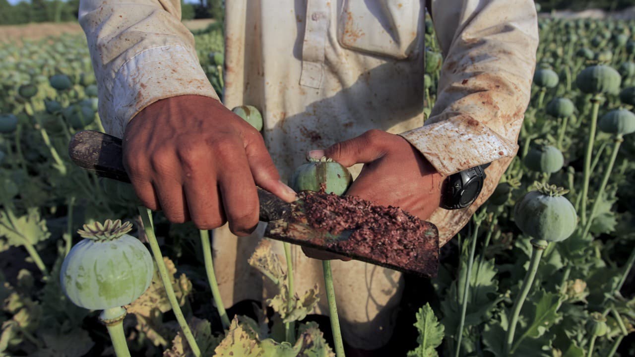 UN Report: Afghanistan’s opium stockpiles expected to last through the end of 2026.