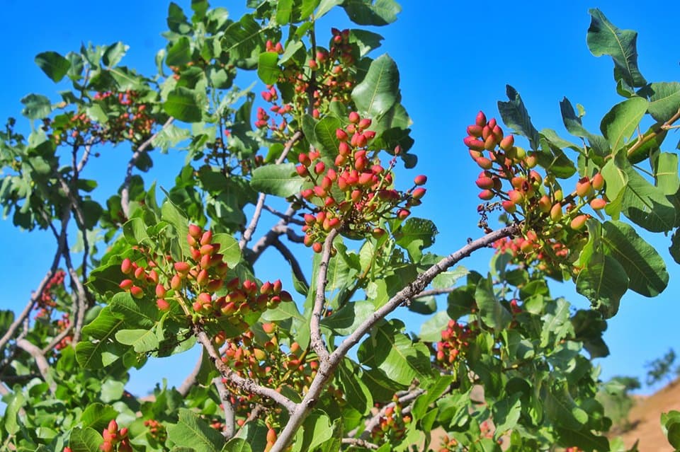 Climate change has caused a 50 percent decline in pistachio production in Badghis.