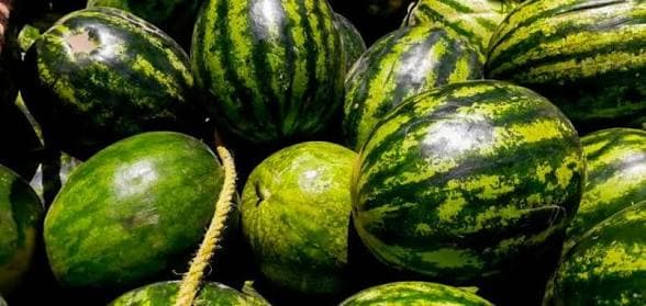 Watermelon production has increased in Logar.