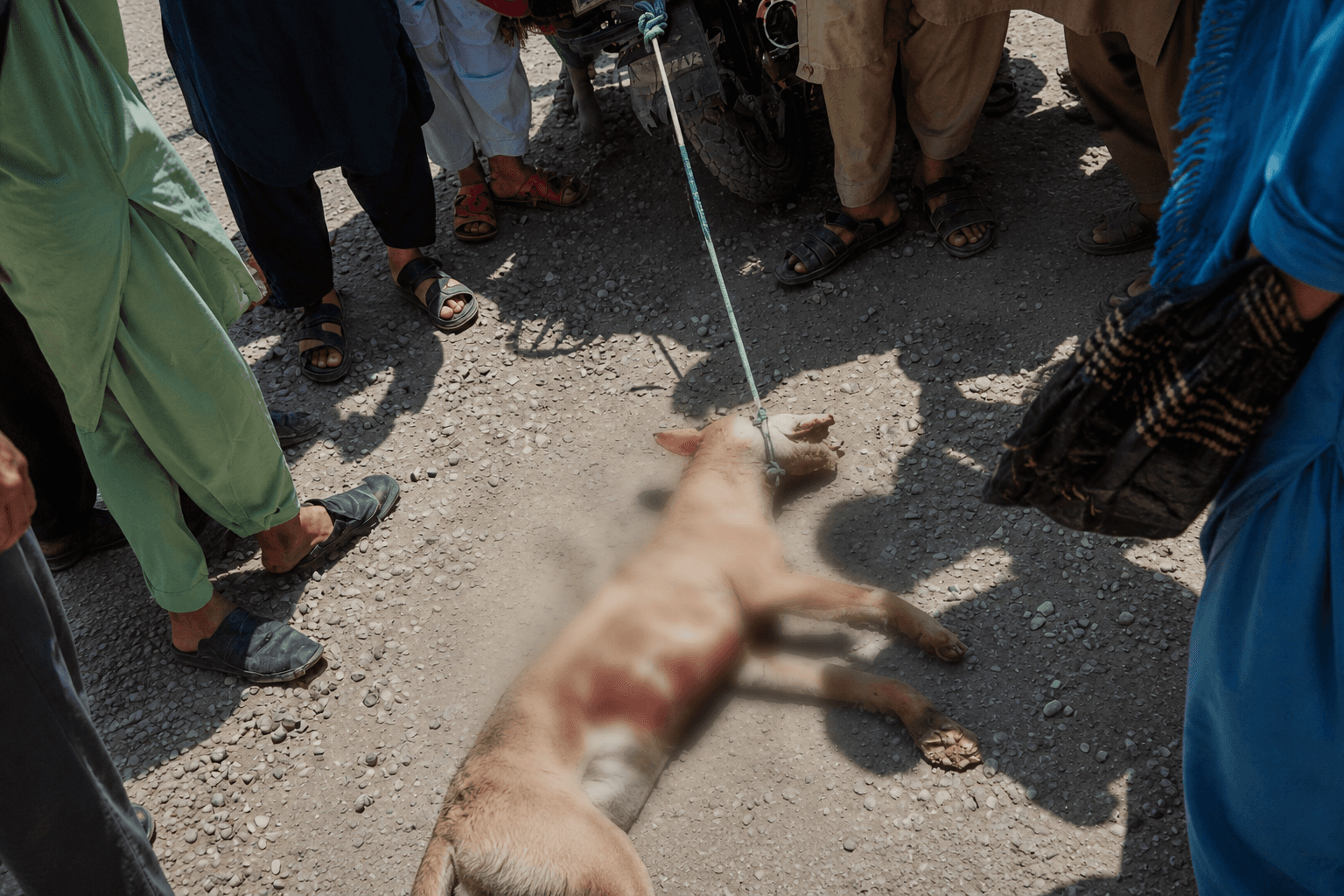 Nineteen people were injured in Samangan following an attack by a wild animal.