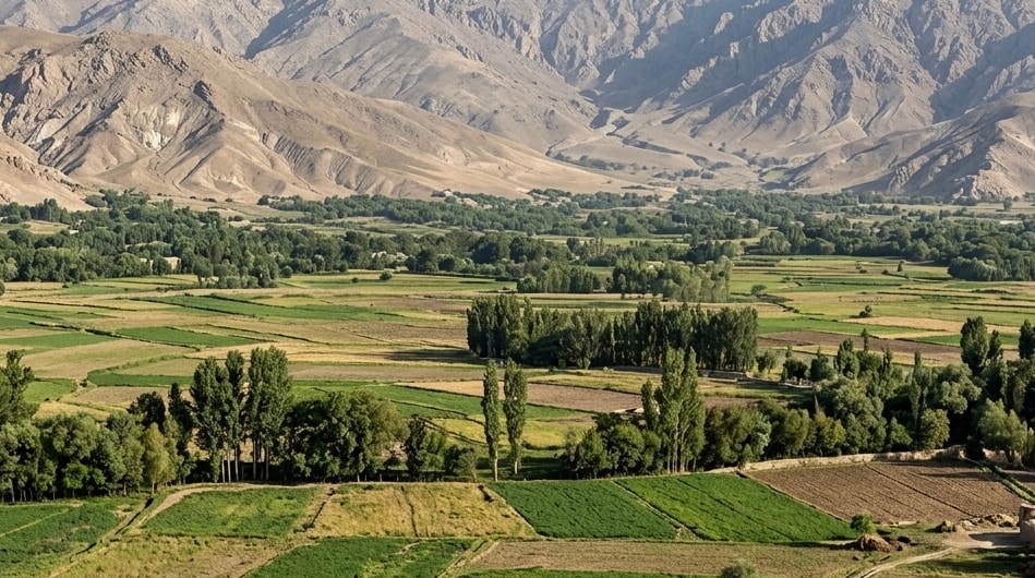 جبهه متحد: در فاریاب و بلخ چهار عضو طالبان را کشته ایم.